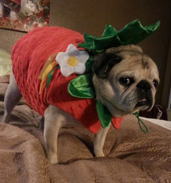 /Images/uploads/PUG NATION RESCUE OF LOS ANGELES/pugnationcalendar/entries/2469thumb.jpg